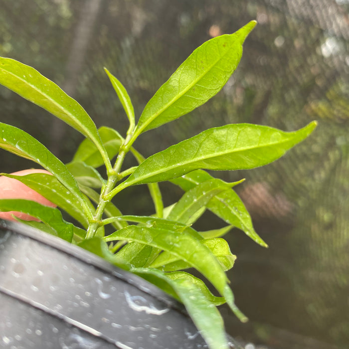 Hoya Multiflora Minion (Exact Plant - NOV28)