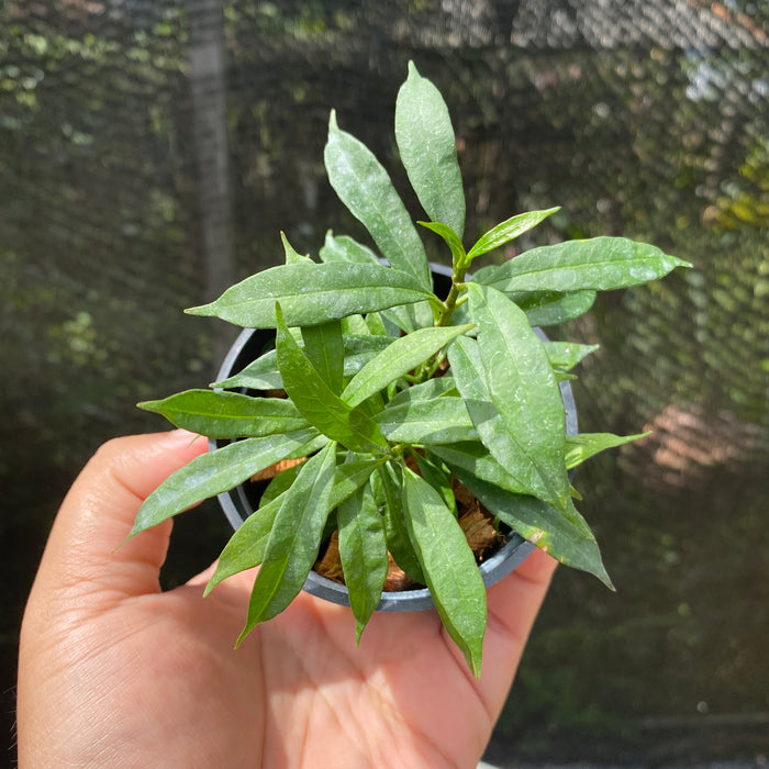 Hoya Multiflora Minion (Exact Plant - NOV28)