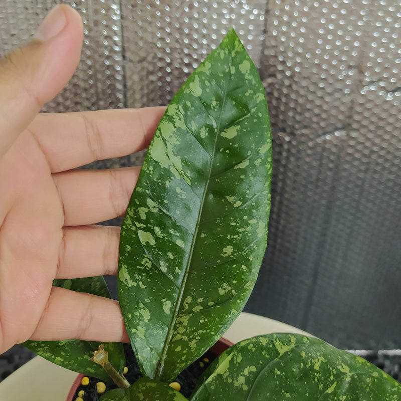 Hoya New SP Gunung Kapi Splash