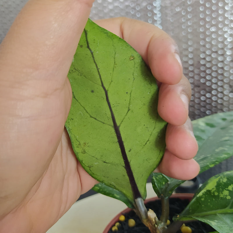 Hoya New SP Gunung Kapi Splash