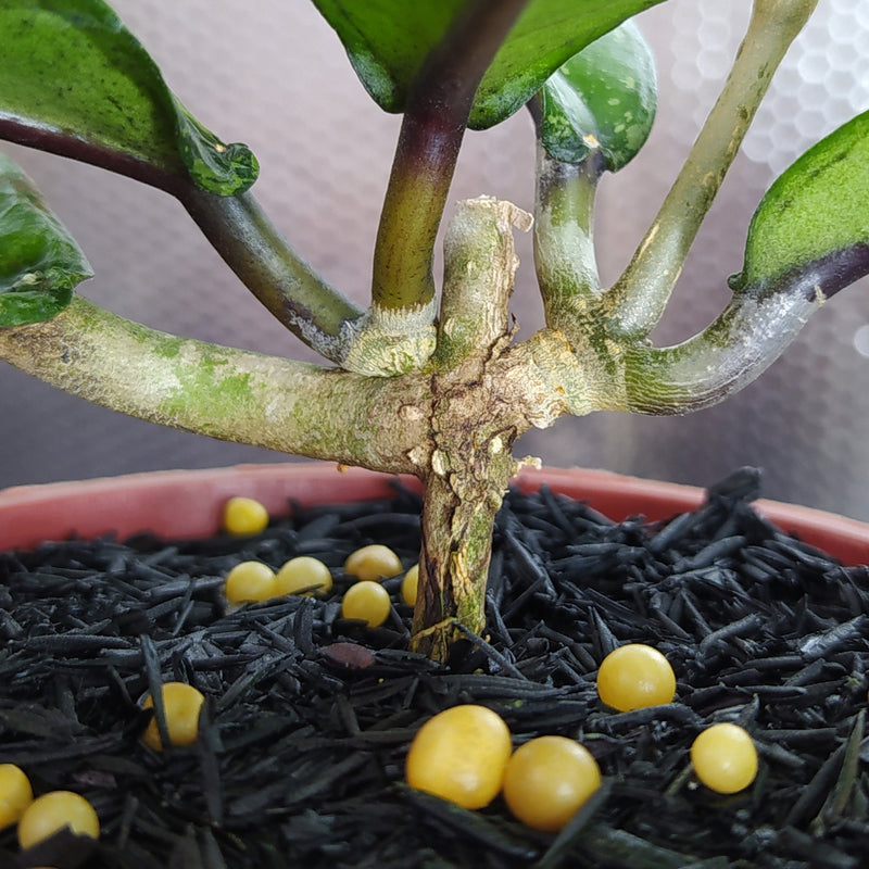 Hoya New SP Gunung Kapi Splash