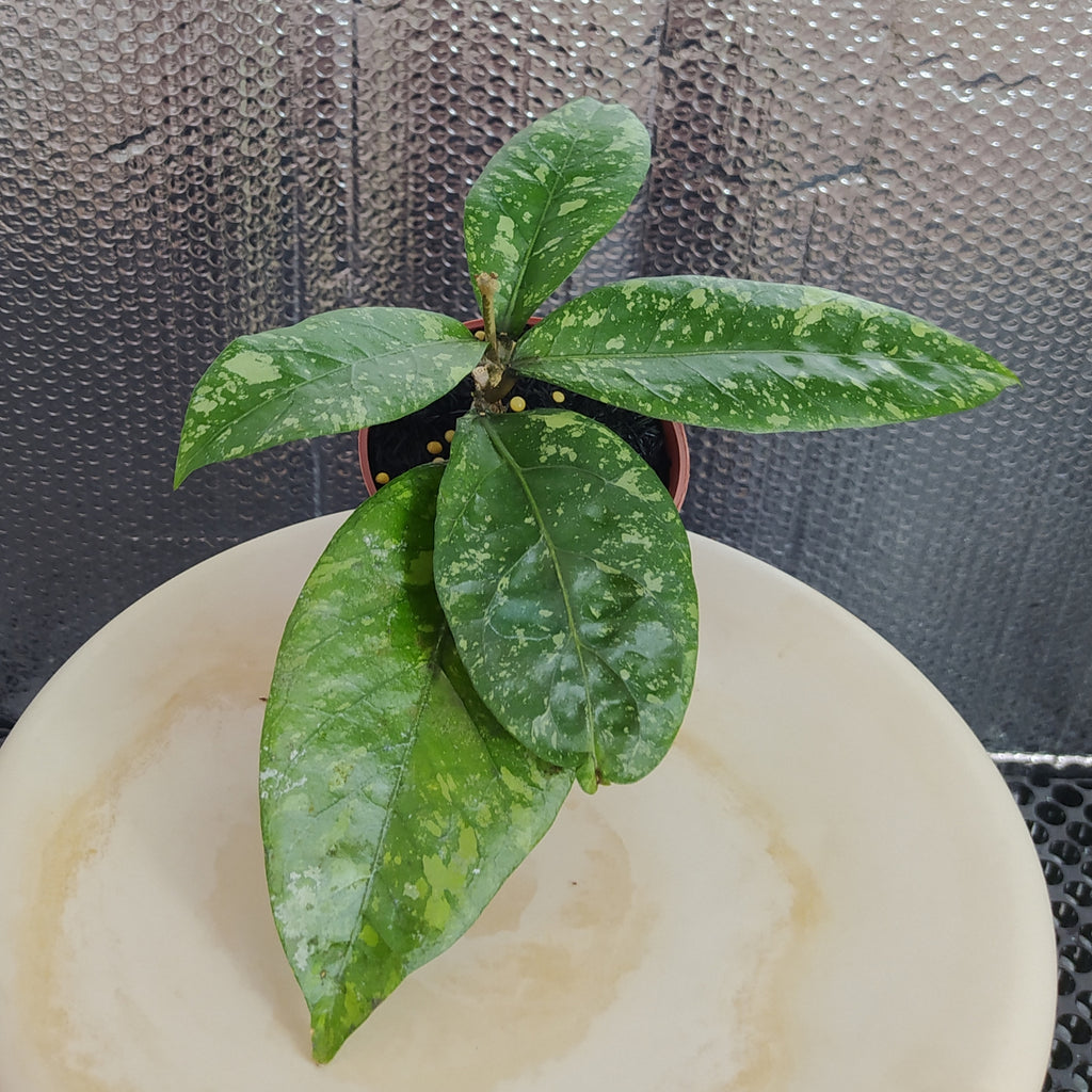 Hoya New SP Gunung Kapi Splash — Aroidasia