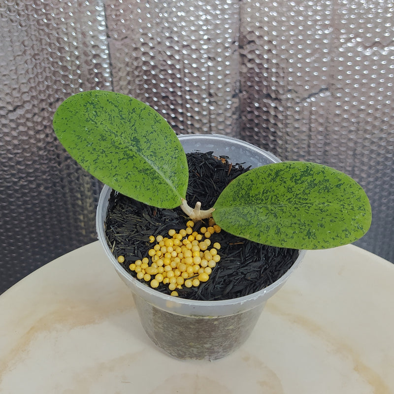 Hoya New SP Kapuas Silver Roundleaf