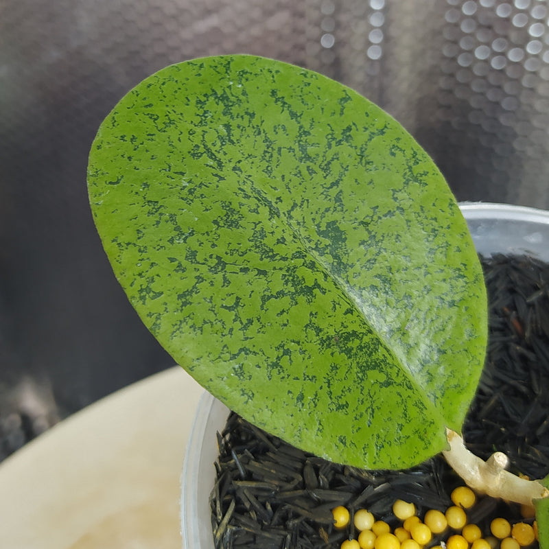 Hoya New SP Kapuas Silver Roundleaf