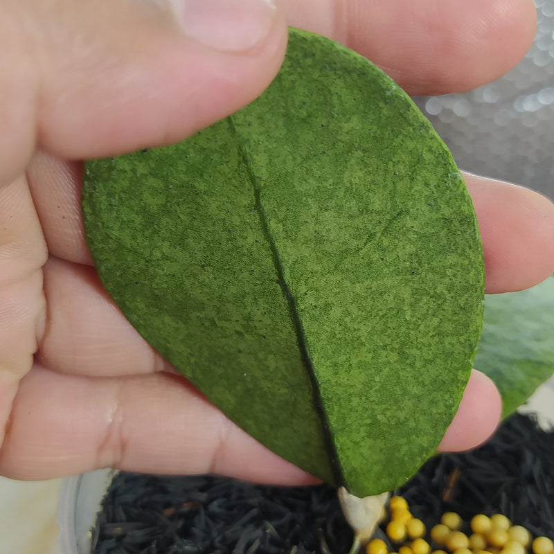 Hoya New SP Kapuas Silver Roundleaf