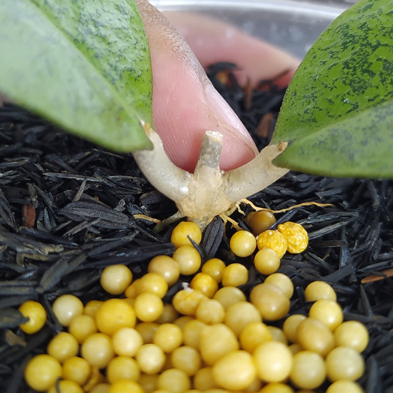 Hoya New SP Kapuas Silver Roundleaf