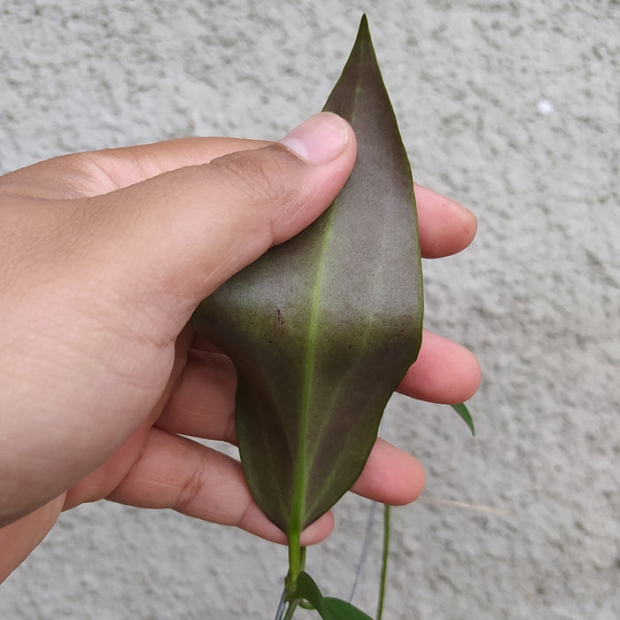 RP033AA-01 Hoya Nicholsoniae Lush Leaves