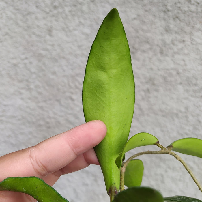 RP034AA-01 Hoya Phuwuaensis