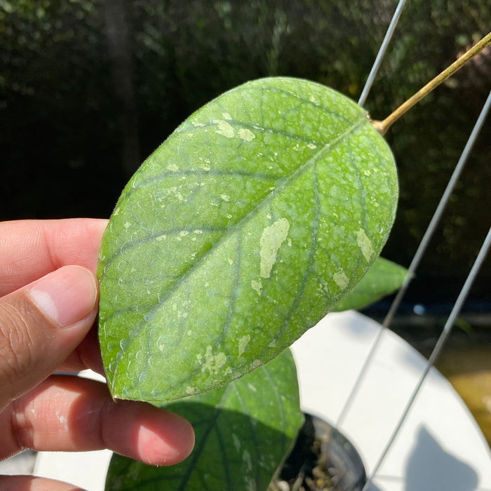 Hoya Ranauensis (Exact Plant - NOV11)