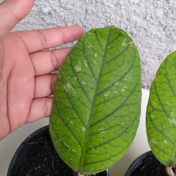 RP174 Hoya Ranauensis (2 pcs - BGR)