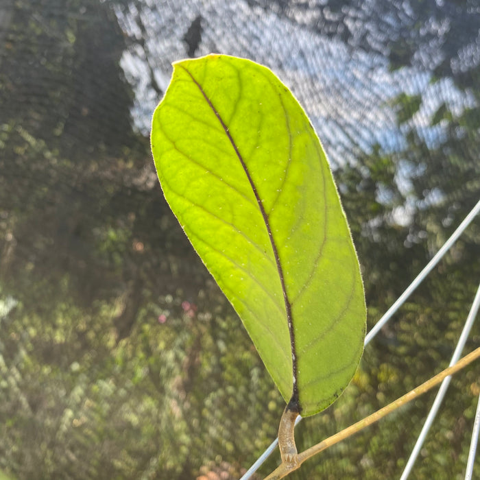 Hoya Ranauensis (Exact Plant - NOV11)