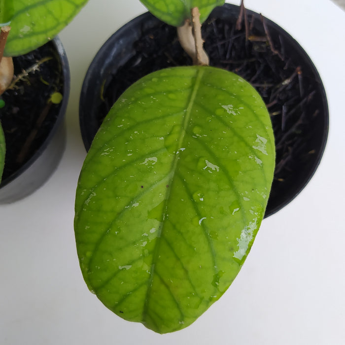 RP174 Hoya Ranauensis (2 pcs - BGR)