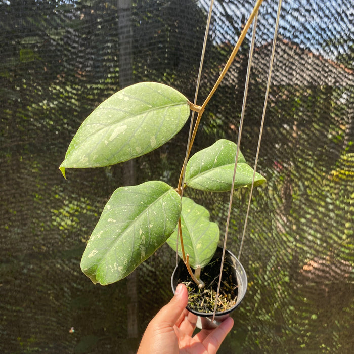 Hoya Ranauensis (Exact Plant - NOV11)