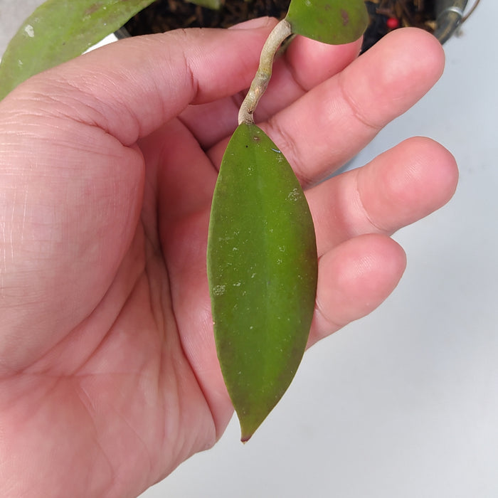 RP095 Hoya Revoluta (BGR)