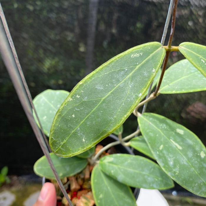 Hoya Rintzii Yellow Margin (Exact Plant - NOV20)