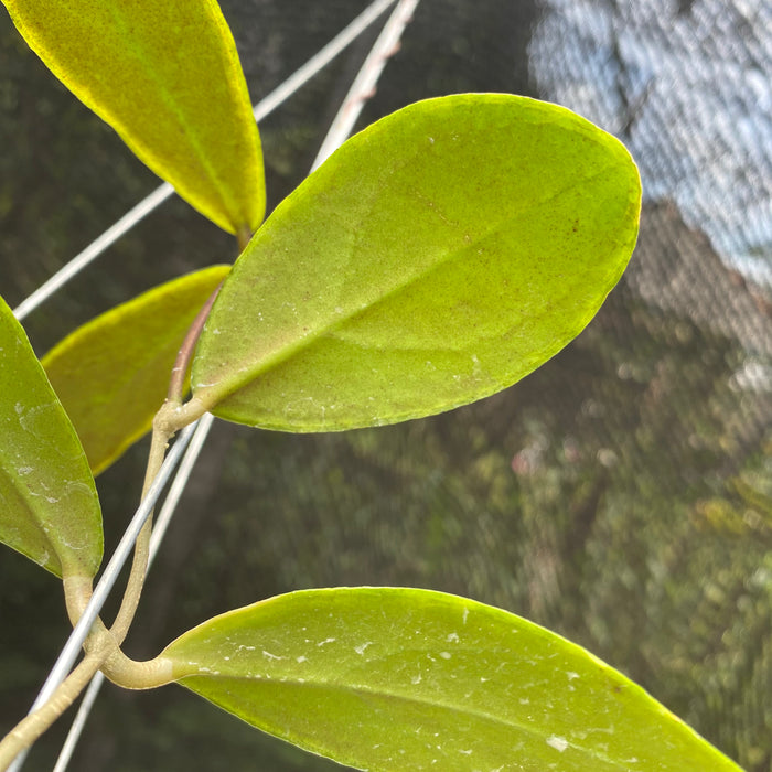 Hoya Rintzii Yellow Margin (Exact Plant - NOV20)