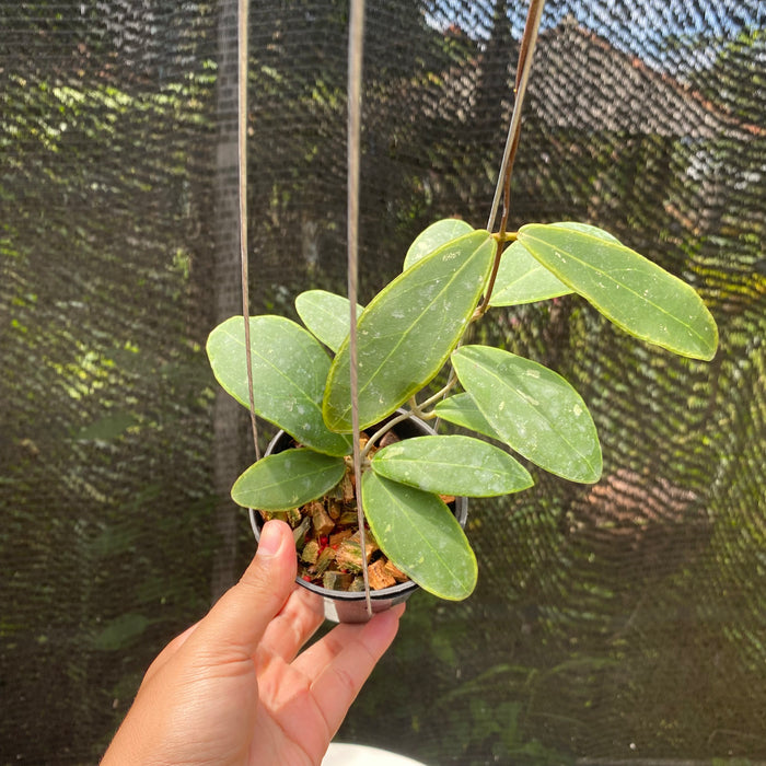 Hoya Rintzii Yellow Margin (Exact Plant - NOV20)