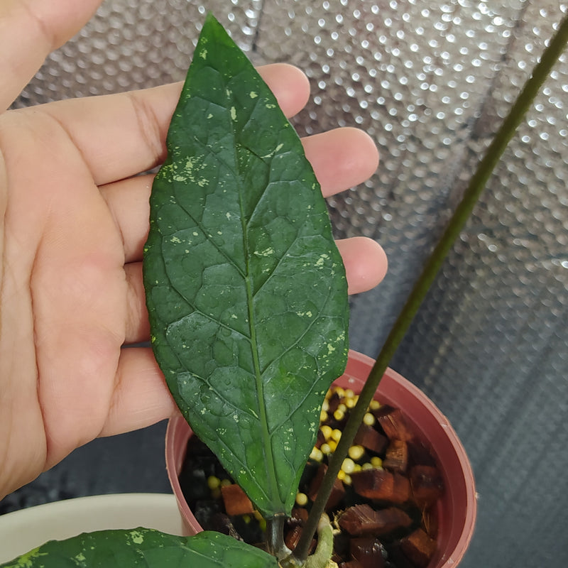 Hoya SP Aceh Gayo