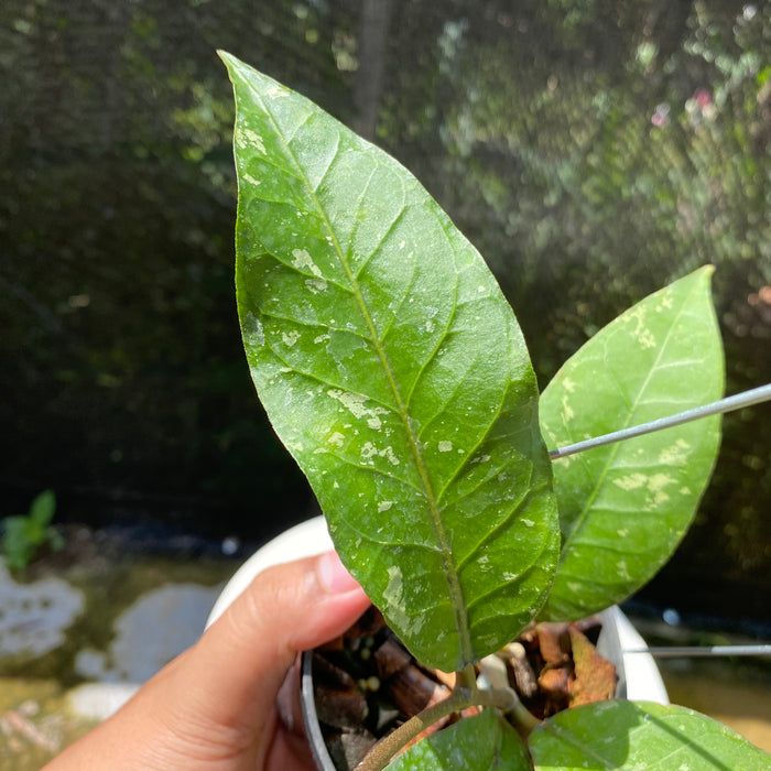 Hoya SP Aceh Gayo Lues (Exact Plant - NOV12)
