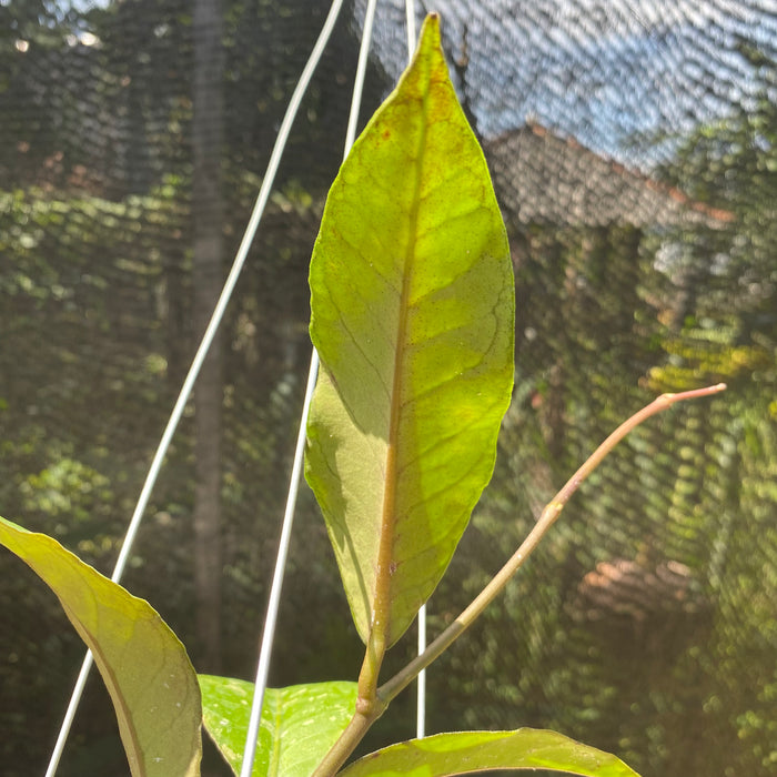 Hoya SP Aceh Gayo Lues (Exact Plant - NOV12)