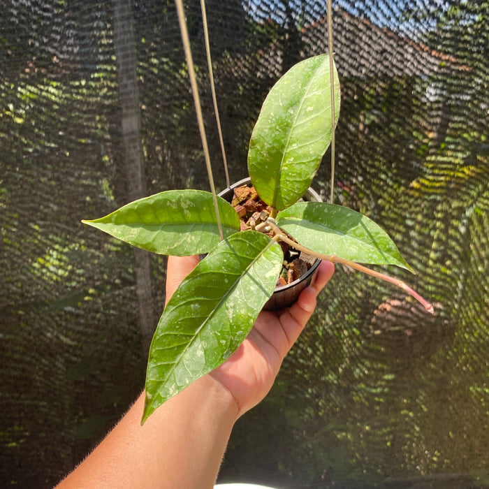 Hoya SP Aceh Gayo Lues (Exact Plant - NOV12)