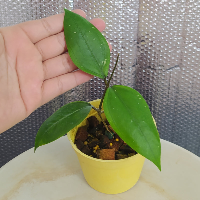 Hoya SP Aceh Gomas