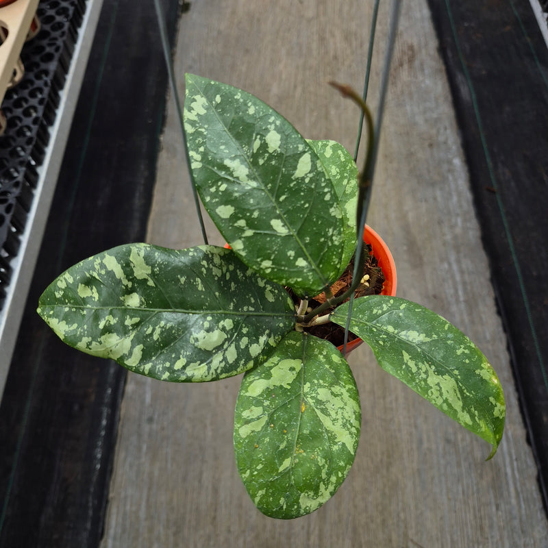 FS79-2 Hoya SP Aceh Gunung Kapi