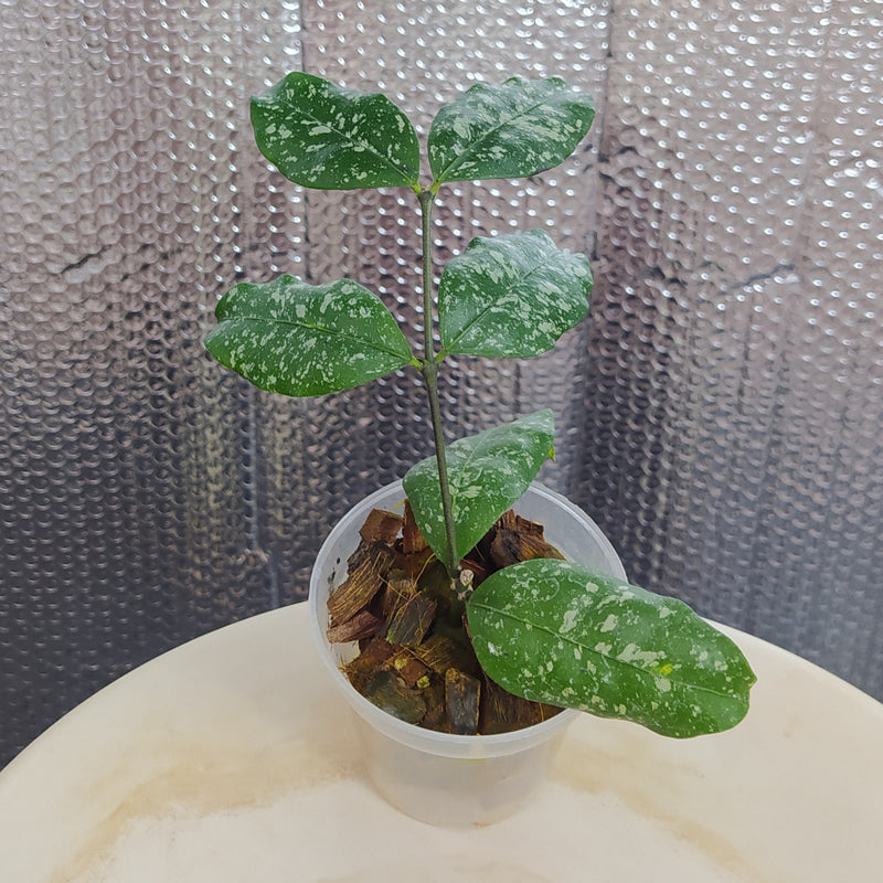 Hoya SP Garut High Splash