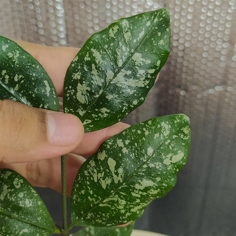 Hoya SP Garut High Splash