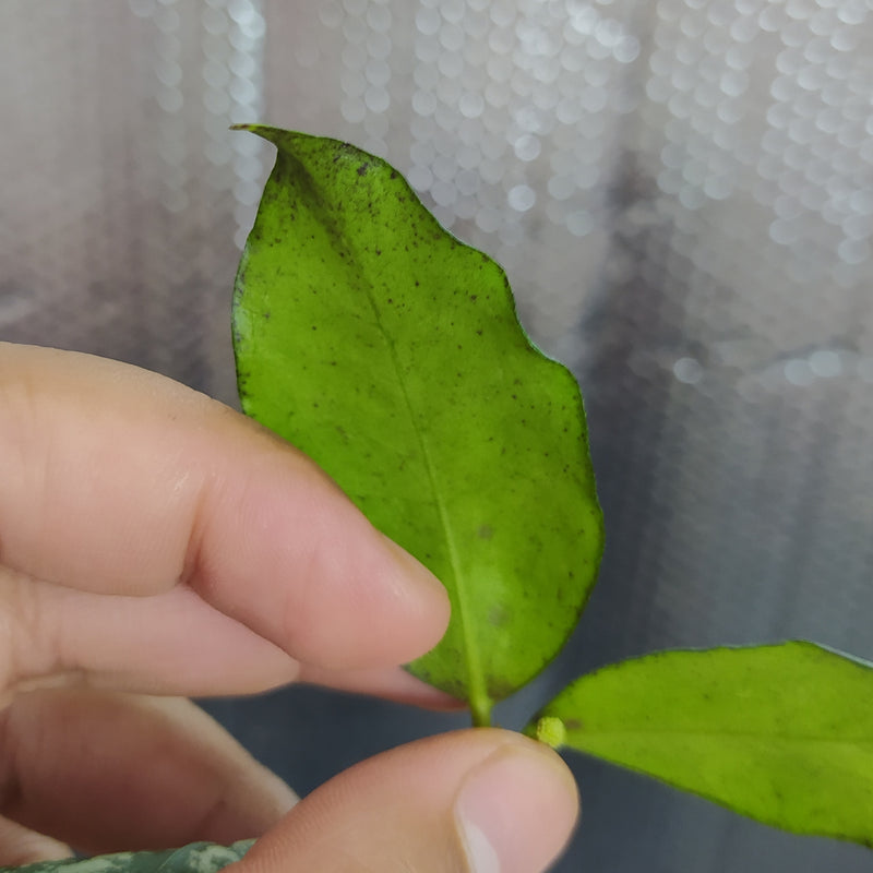 Hoya SP Garut High Splash