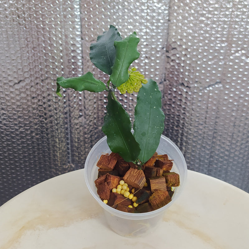 Hoya SP Liwa
