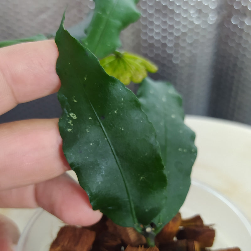 Hoya SP Liwa