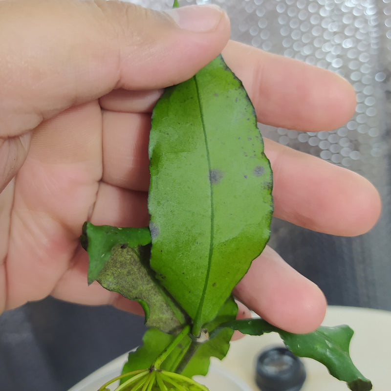 Hoya SP Liwa