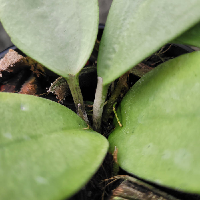 Hoya SP Menak Sopal