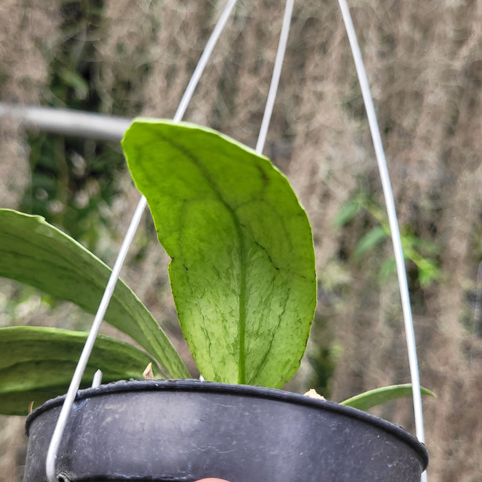 Hoya SP Menak Sopal