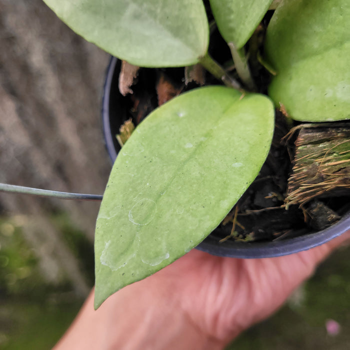 Hoya SP Menak Sopal