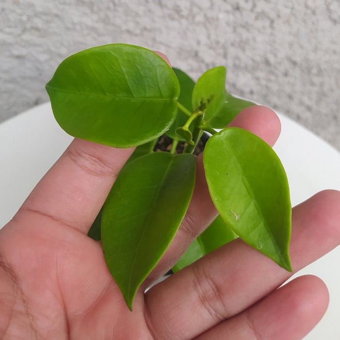 RP088 Hoya SP Papua Bunga Merah (BGR)