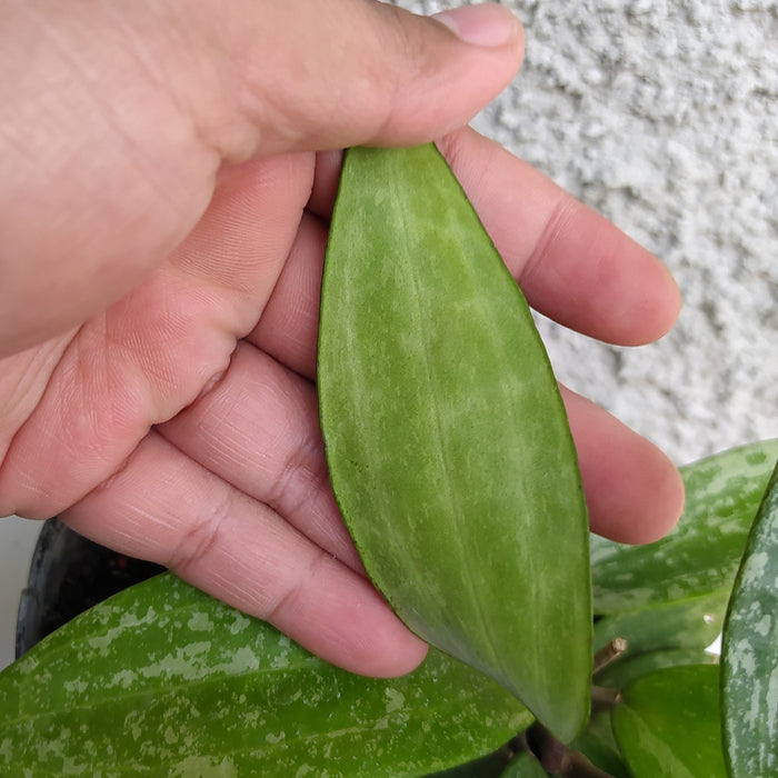 RP023AA-01 Hoya SP Rangsan Lush Leaves