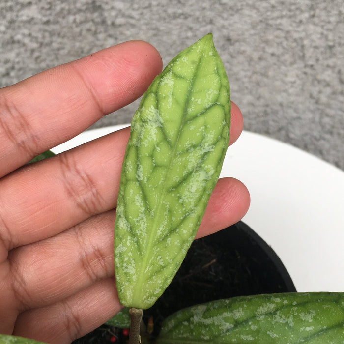 RP181 Hoya SP Tanggamus Splash (BGR)