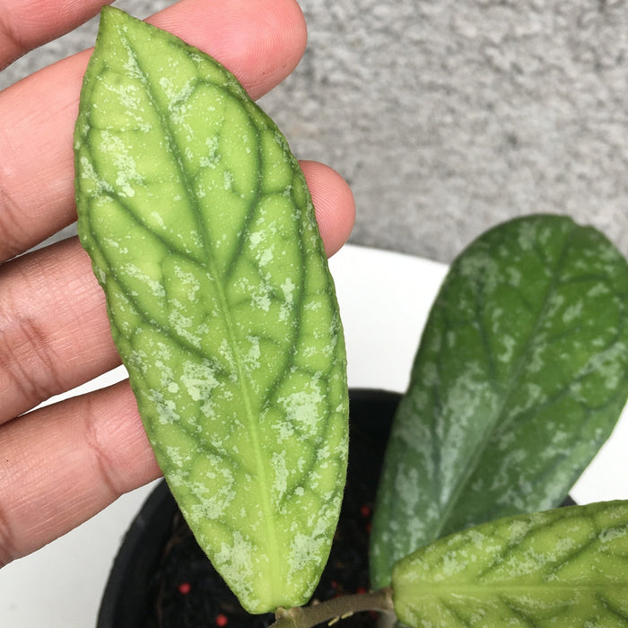 RP181 Hoya SP Tanggamus Splash (BGR)