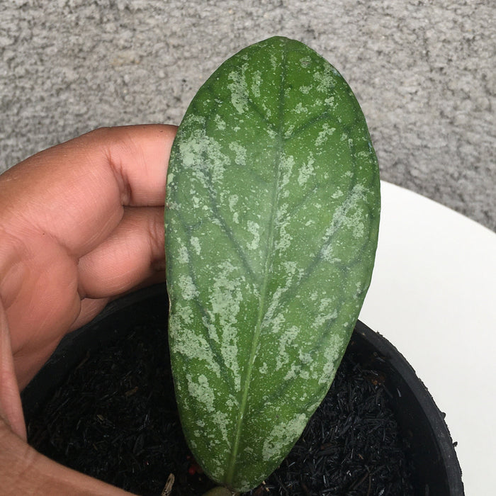 RP181 Hoya SP Tanggamus Splash (BGR)