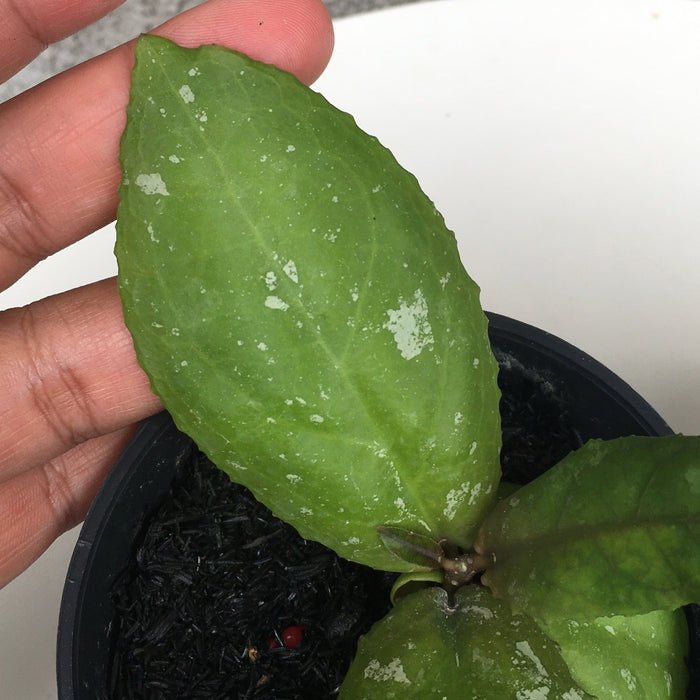 RP184 Hoya Undulata (2 pcs - BGR)