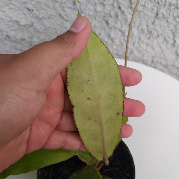 RP002AA-01 Hoya Undulata