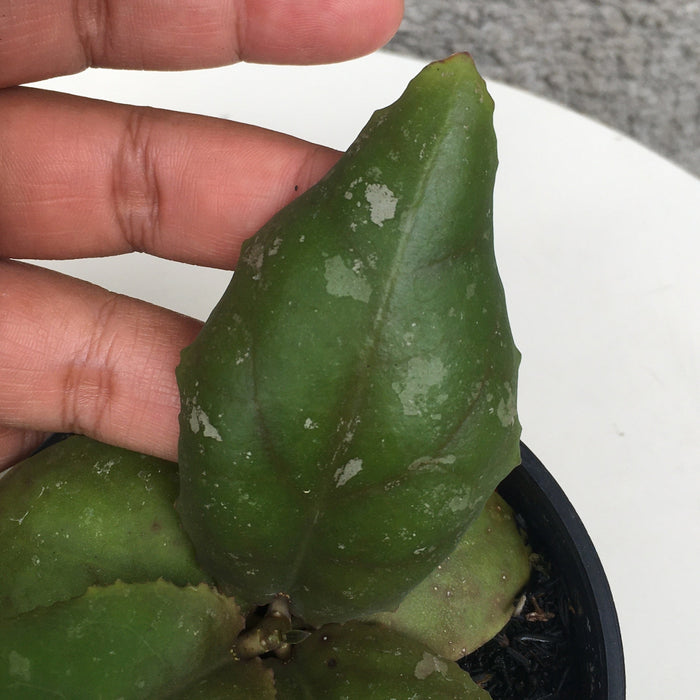 RP184 Hoya Undulata (2 pcs - BGR)