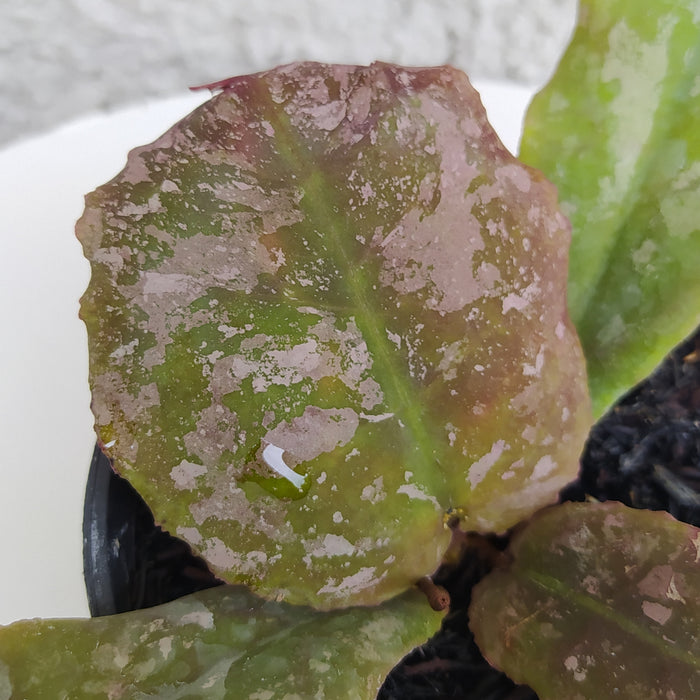 RP185 Hoya Undulata Army C (BGR)