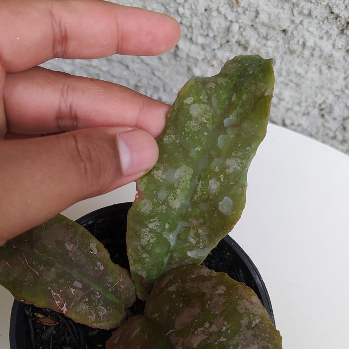 RP185 Hoya Undulata Army C (BGR)