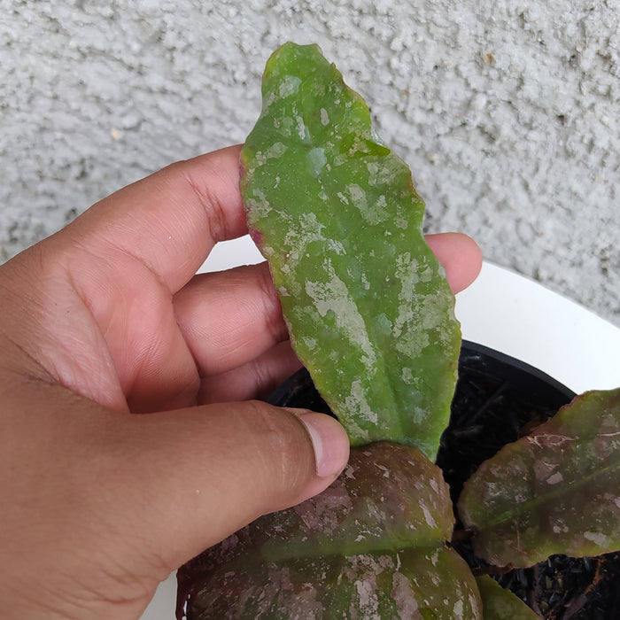 RP185 Hoya Undulata Army C (BGR)