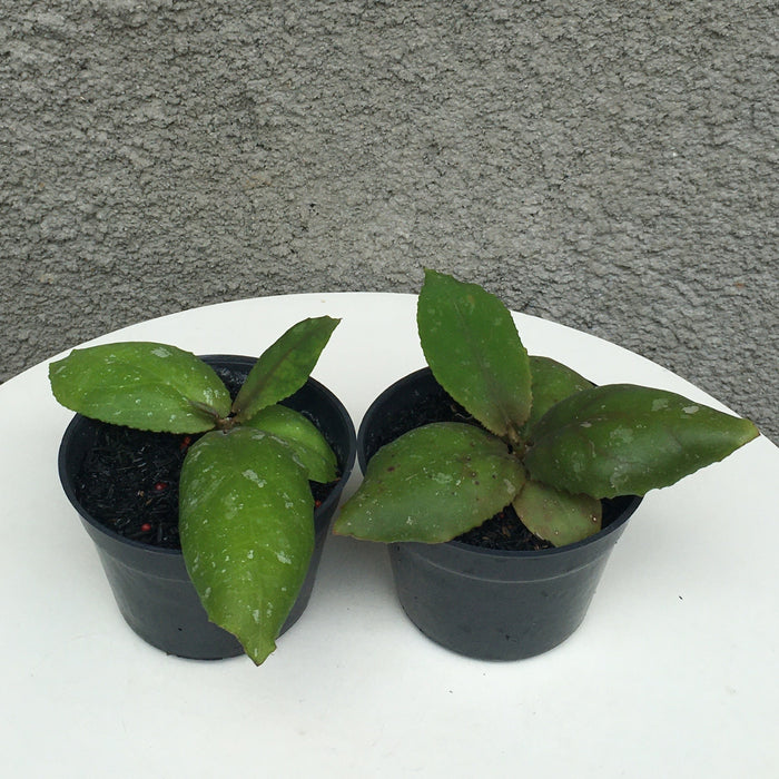 RP184 Hoya Undulata (2 pcs - BGR)