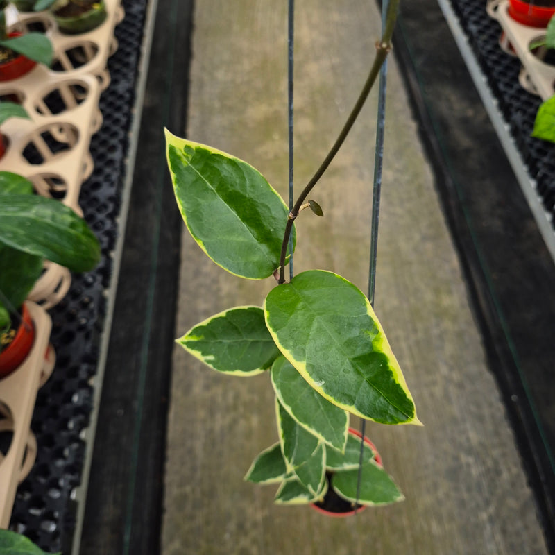 FS78-2 Hoya Verticillata SP Panglai