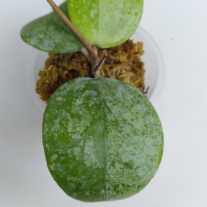 RP123 Hoya Verticillata VN-687 (BGR)